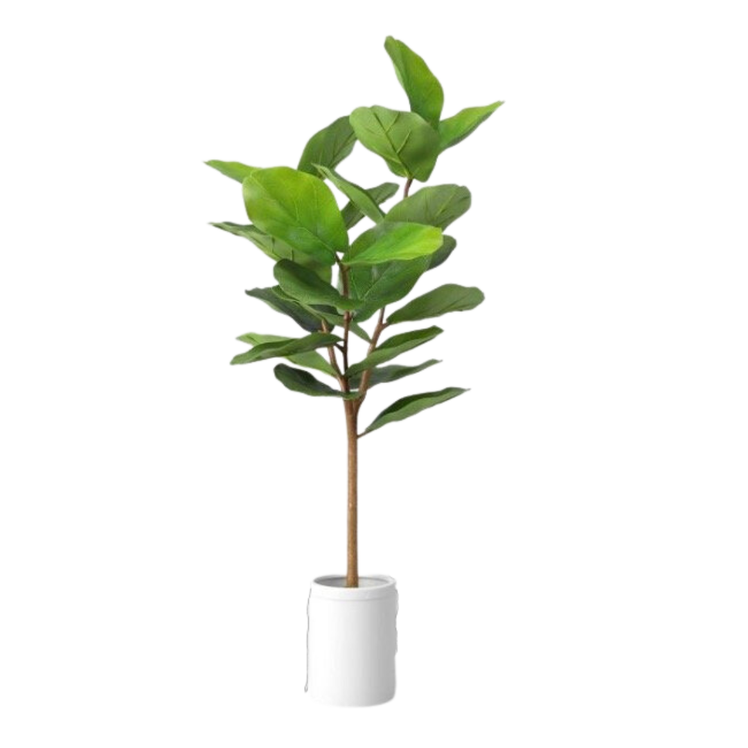 Plant, Fiddle Leaf Fig Tree
