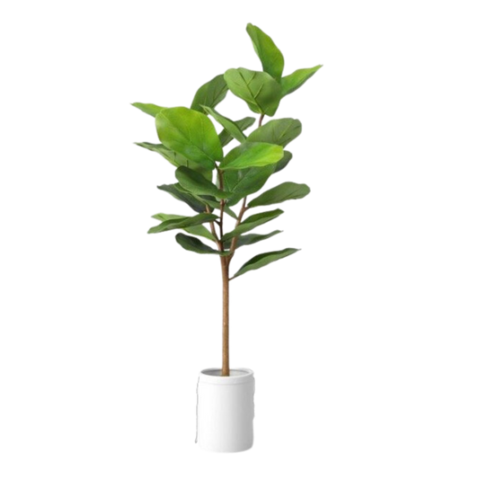 Plant, Fiddle Leaf Tree