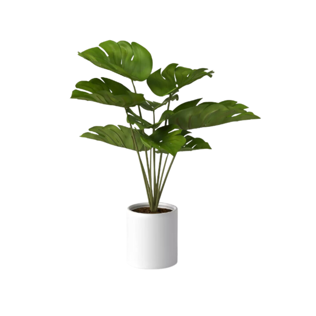Plant, Faux Monstera