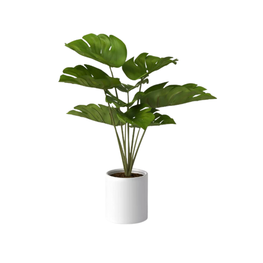 Plant, Faux Monstera