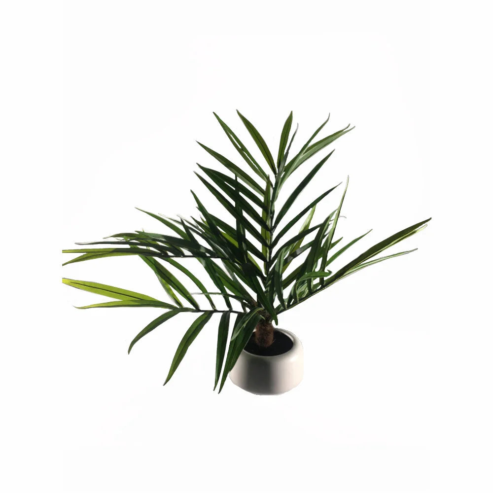 Potted Palm