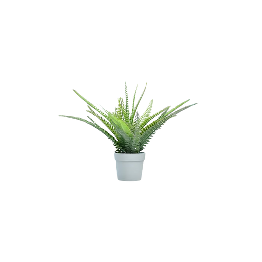Small Fern Plant
