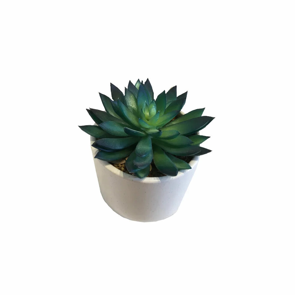 Small Succulent