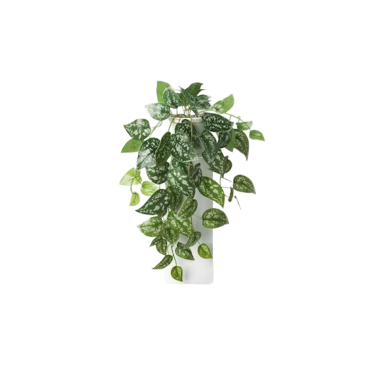 Trailing Scindapsus Plant