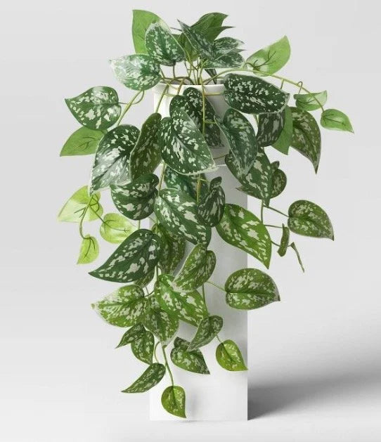 Trailing Scindapsus