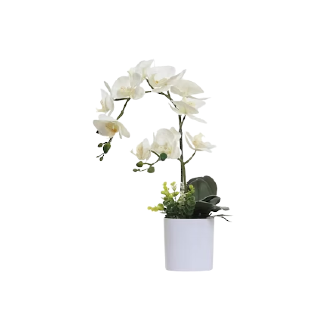 White Orchid Plant