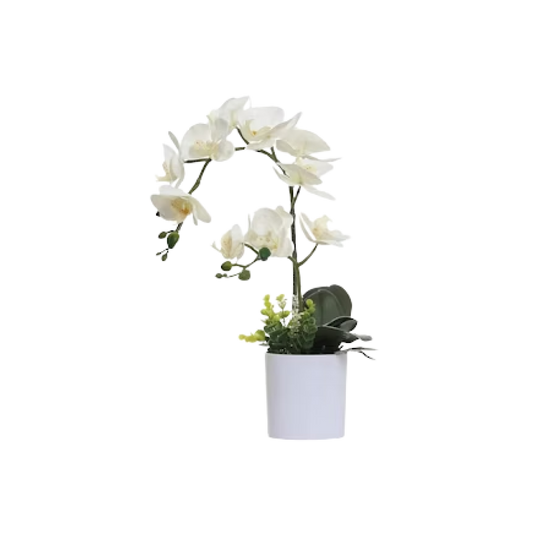 White Orchid Plant